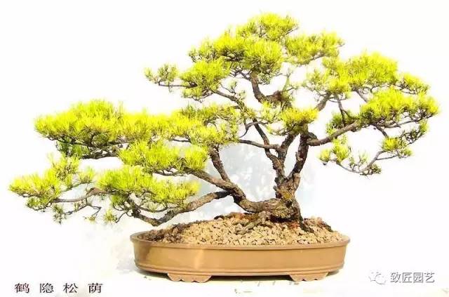 韩学年盆景艺术