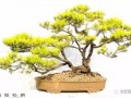 韩学年盆景艺术