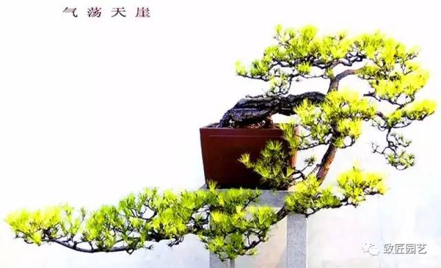 读《韩学年盆景艺术》有感