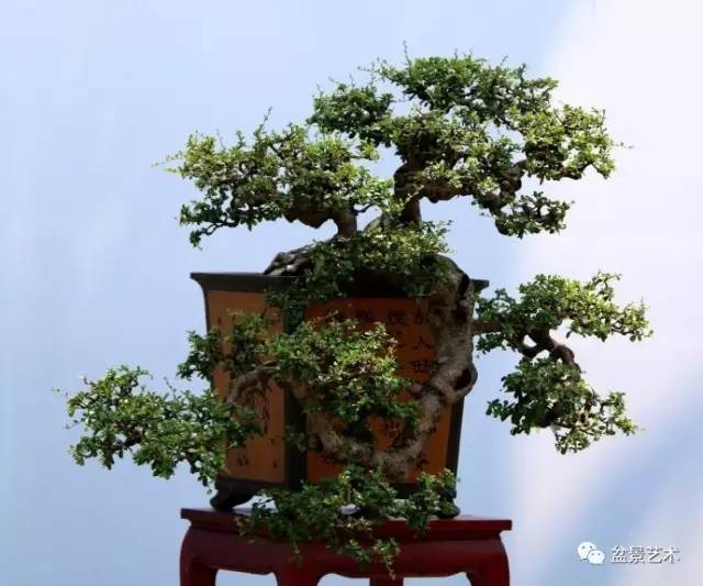 中国盆景走出国门路径狭窄