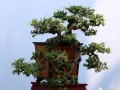 中国盆景走出国门路径狭窄