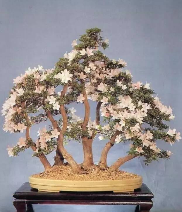 中国最大的私家园林和盆景观赏地