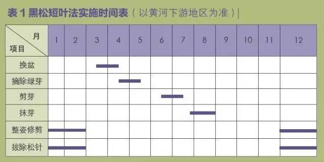 黑松盆景松针发芽短叶修剪方法