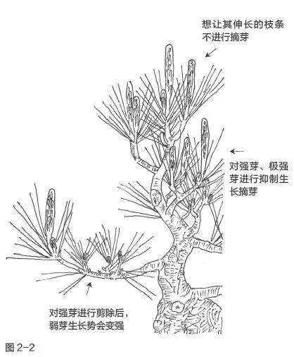 黑松盆景松针发芽短叶修剪方法