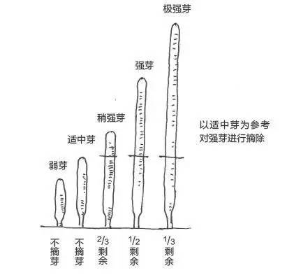 黑松盆景松针发芽短叶修剪方法