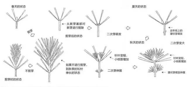 黑松盆景松针发芽短叶修剪方法