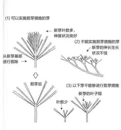 黑松盆景松针发芽短叶修剪方法