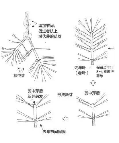 黑松盆景松针发芽短叶修剪方法