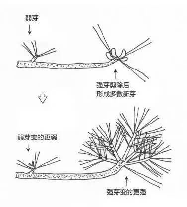 黑松盆景松针发芽短叶修剪方法