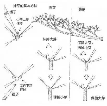 黑松盆景松针发芽短叶修剪方法