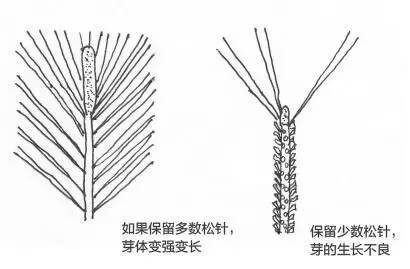 黑松盆景松针发芽短叶修剪方法