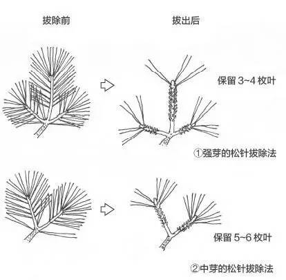 黑松盆景松针发芽短叶修剪方法