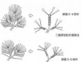 图解 黑松盆景松针发芽短叶修剪方法