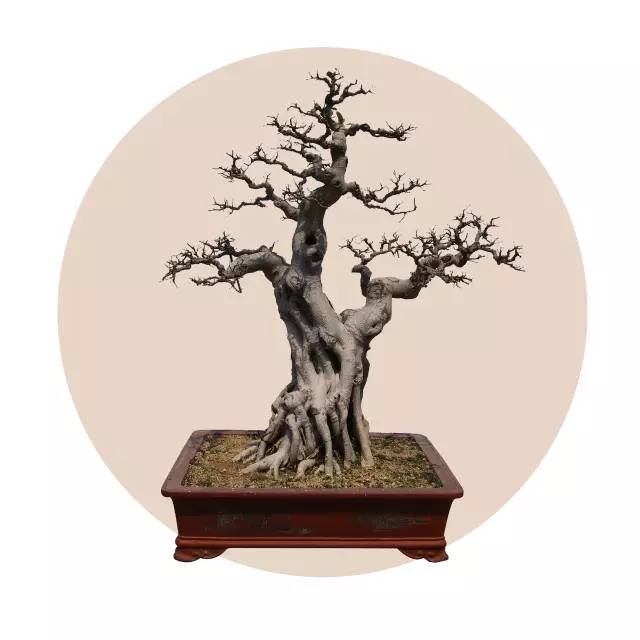 盆玩诗话 | 盆景圈的诗词大会