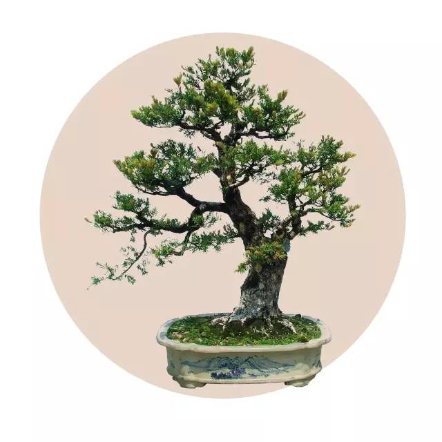 盆景圈的诗词大会