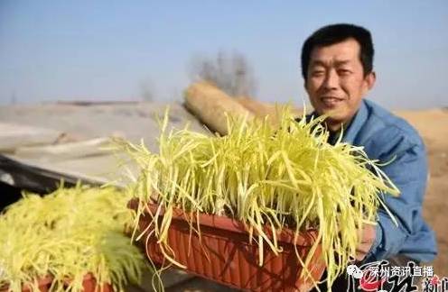 【深州资讯】深州&ldquo;黄韭盆景&rdquo;好&ldquo;钱&rdquo;景了