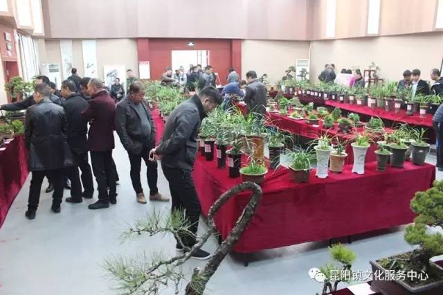平阳县第八届兰花书画盆景展在昆阳镇文化服务中心开展