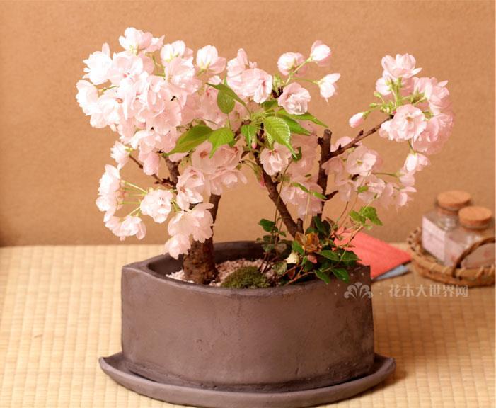 盆栽樱花叶黄脱落怎么办?