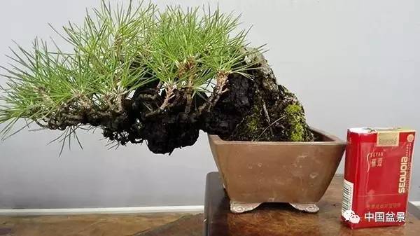 盆景低头了 也未必不艳丽