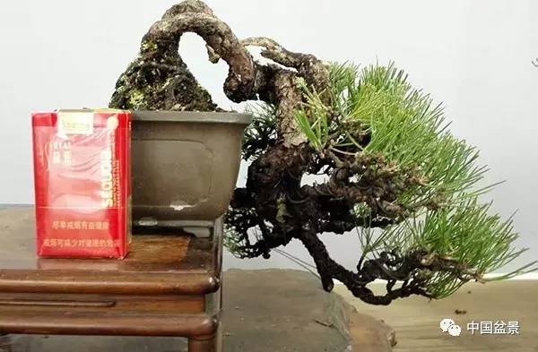 盆景低头了 也未必不艳丽