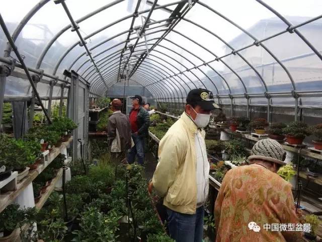 微型盆景出室时间