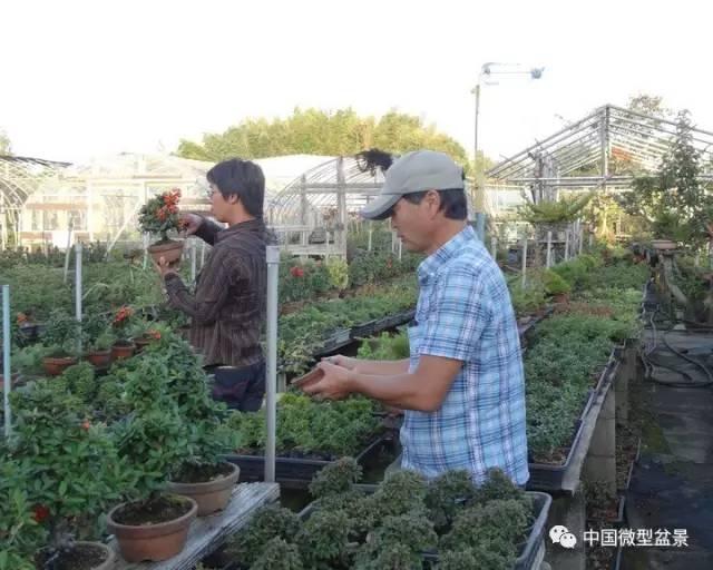 春季针对微型盆景病害防治