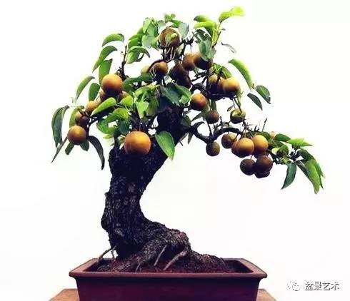 棠梨盆景制作养护技巧