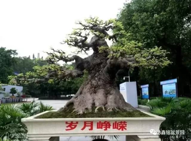 岭南盆景的曲干式和斜干式