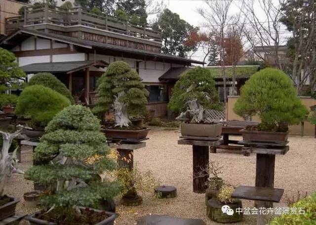 常熟中日盆景艺术交流解决了我五个疑惑