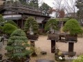 常熟中日盆景艺术交流解决了我五个疑惑
