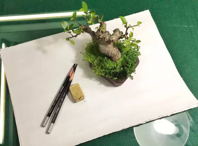 周二有约|2017盆景手绘线上课程