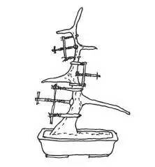 盆景树干部造型美及其整形法