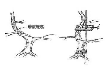 盆景树干部造型美及其整形法
