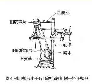 盆景树干部造型美及其整形法