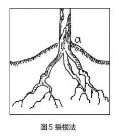 盆景树干部造型美及其整形法