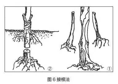 盆景树干部造型美及其整形法
