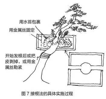 盆景树干部造型美及其整形法