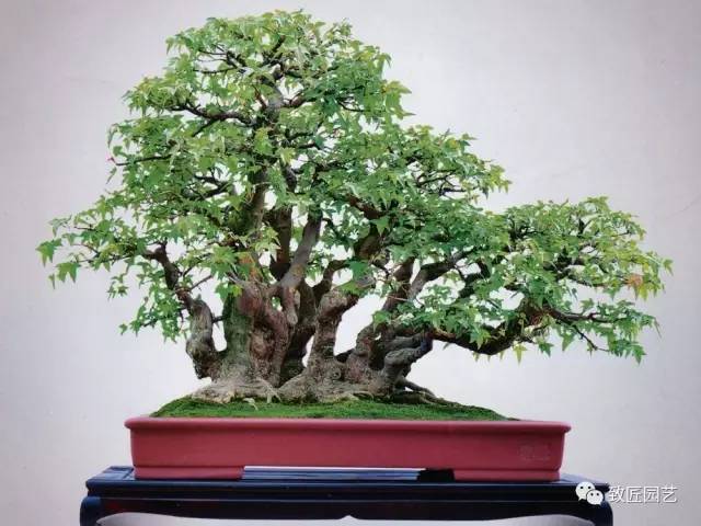 盆景艺术造型的要领