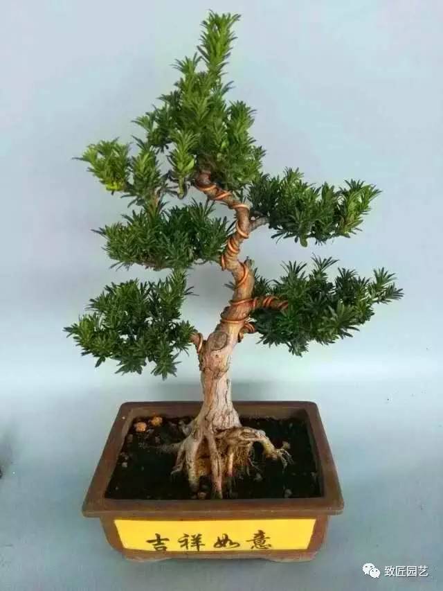 米叶罗汉松盆景制作与养护方法