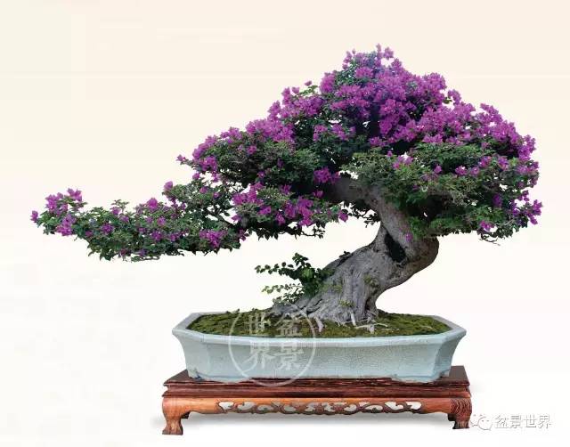 岭南盆景截干蓄枝探源