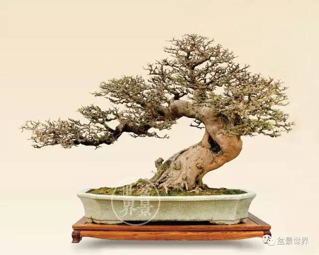 岭南盆景截干蓄枝的2点探源