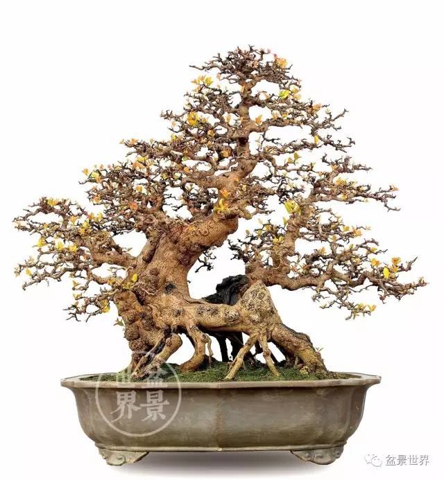 岭南盆景截干蓄枝的2点探源