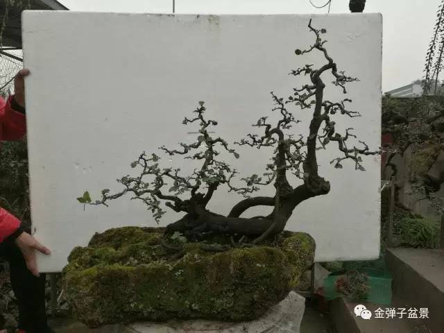 欣赏重庆盆景匠人老桩金弹子盆景作品