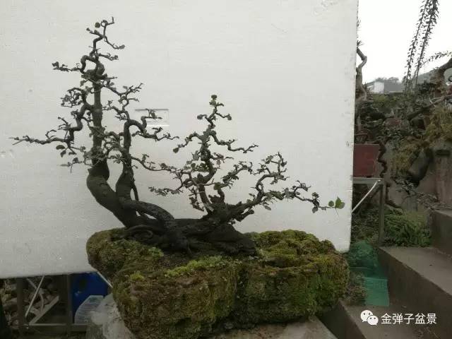 欣赏重庆盆景匠人老桩金弹子盆景作品