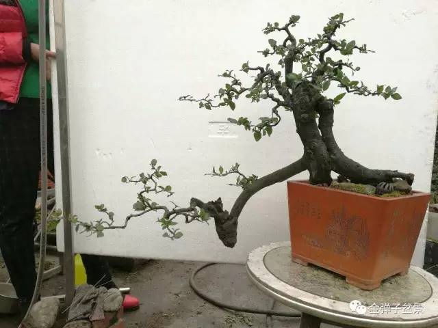 欣赏重庆盆景匠人老桩金弹子盆景作品