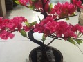 我养的桃花盆景 图片