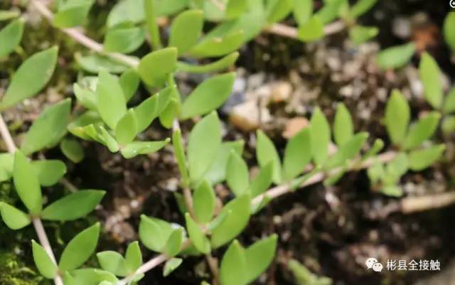 彬县农村人的美味，城里人却拿来做盆景！