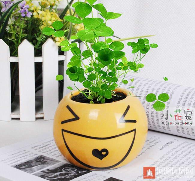 邀请30名小记者DIY盆栽