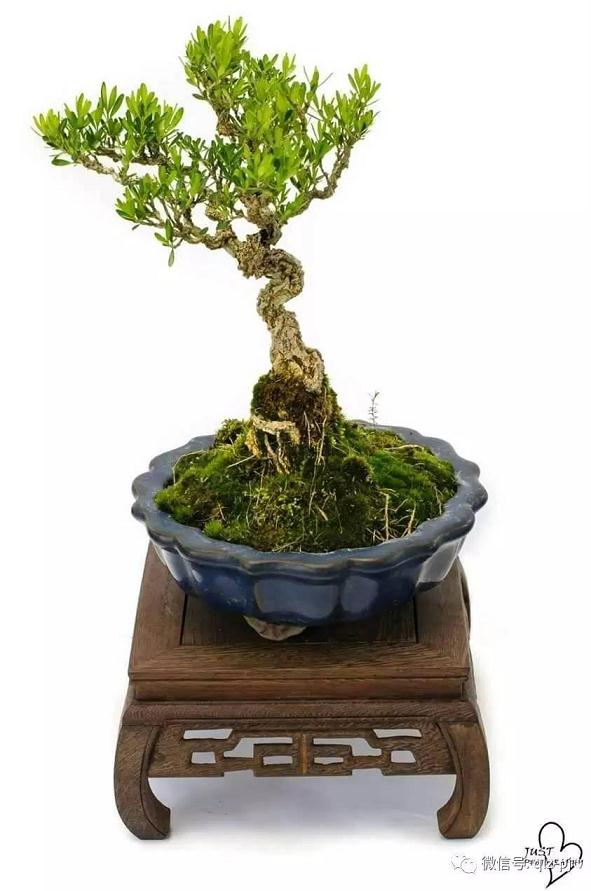 目前世界盆景的风格和趋势 都在受到日本流派的影响