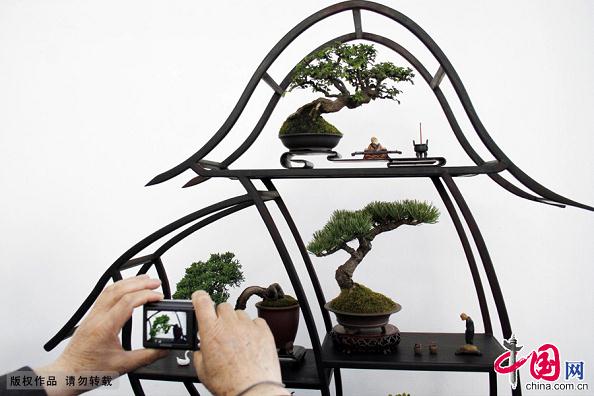 南京上演迷你盆景展[组图]